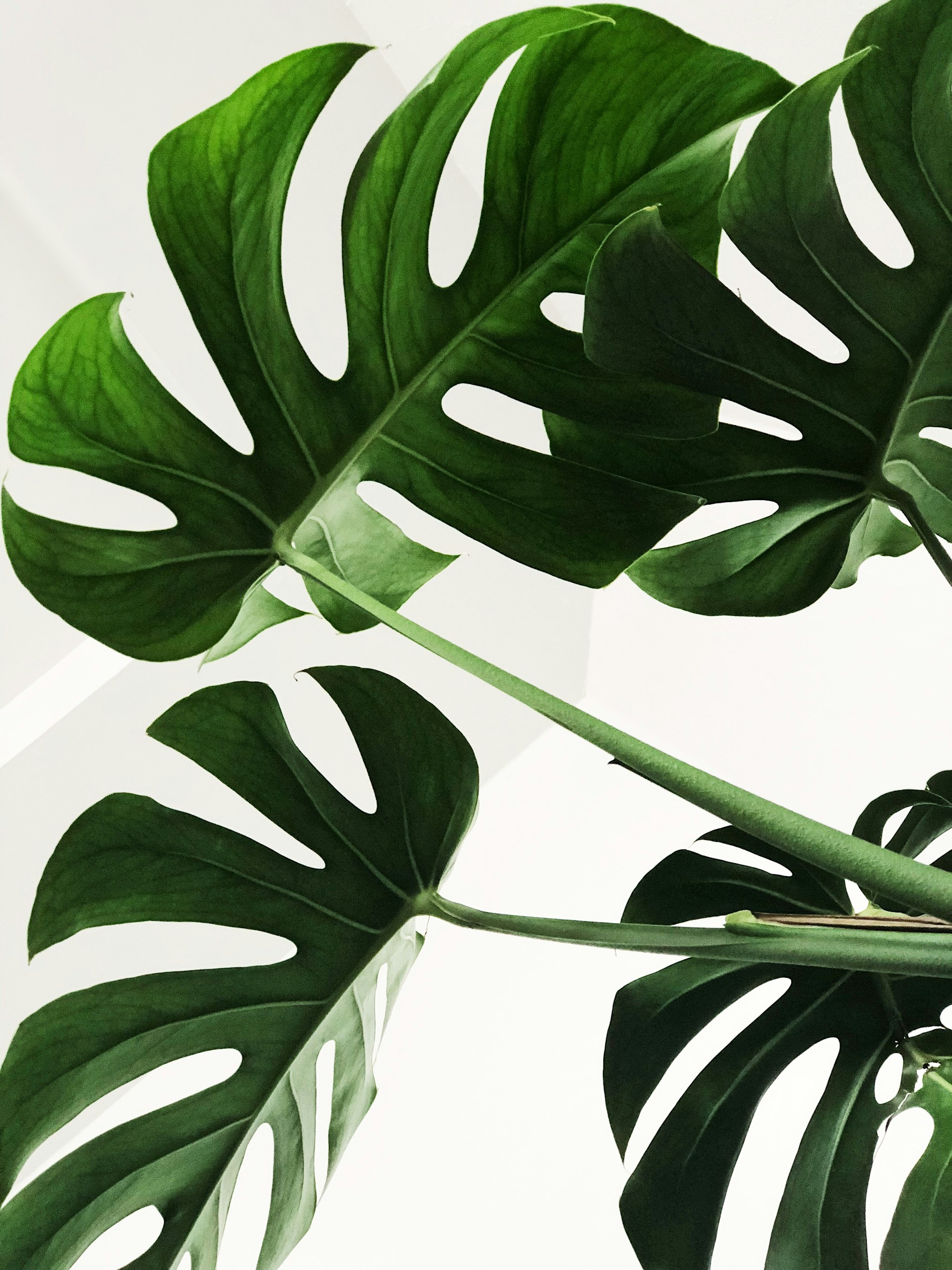 Green monstera plant leaves