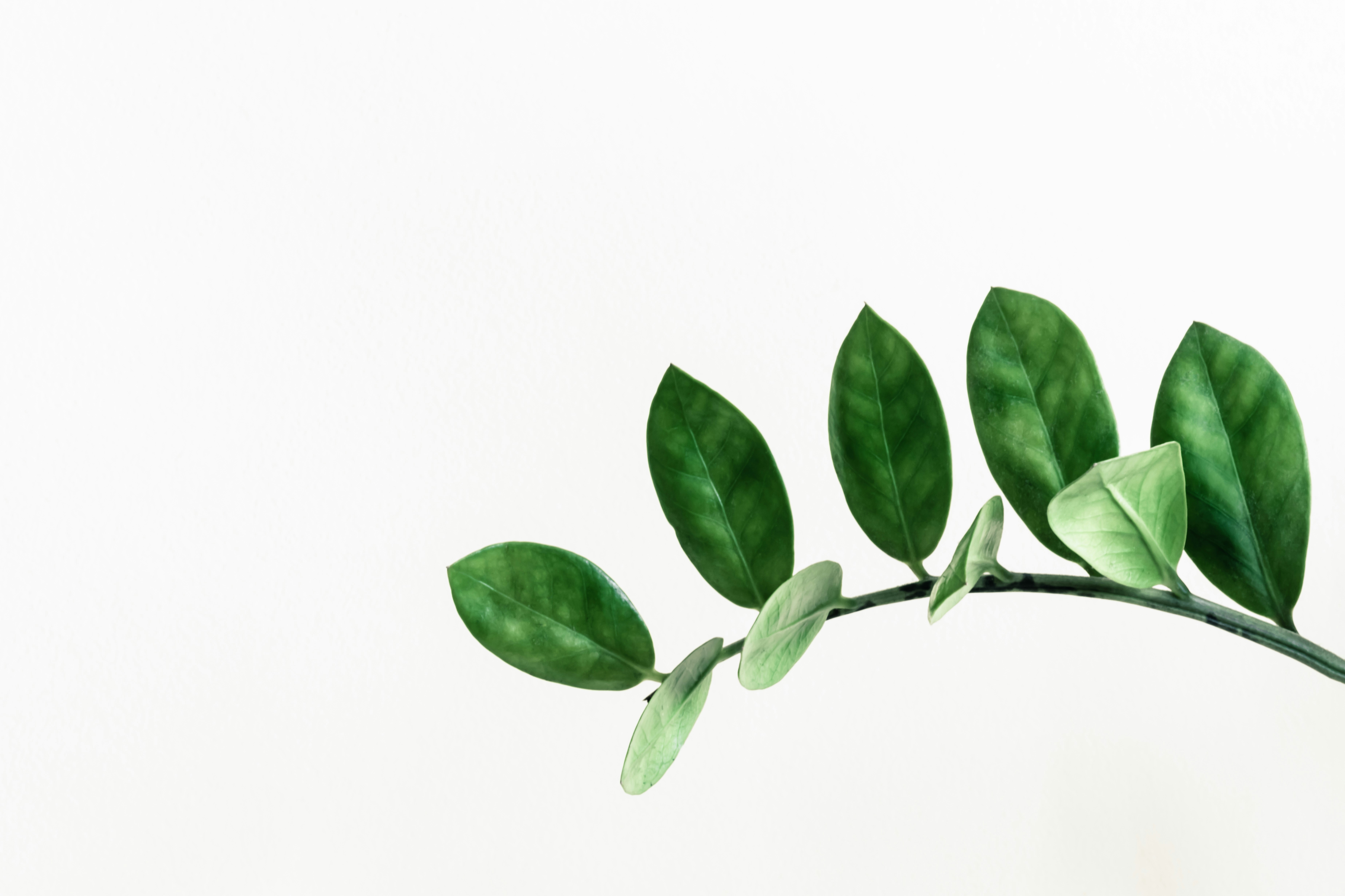 Green monstera plant leaves